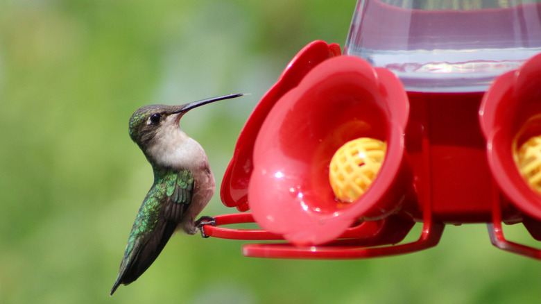 Hummingbird feeding from red feeder