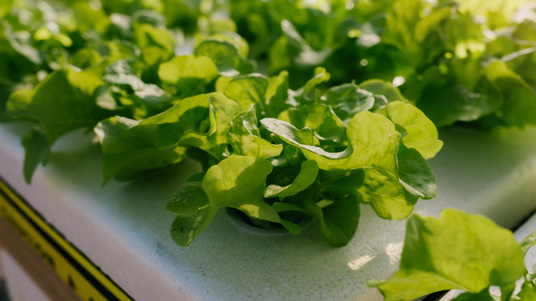 Fresh green lettuce being grown in a home hydroponics kit