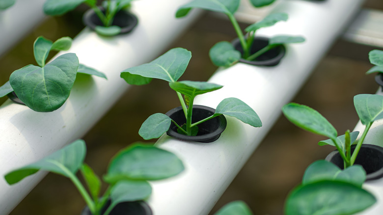 Seedlings growing in a home hydroponic system