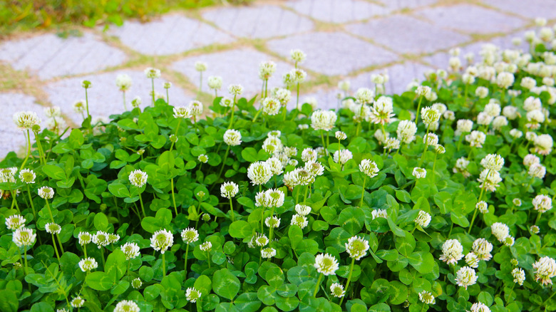 Growth of white clover next to a walkway.