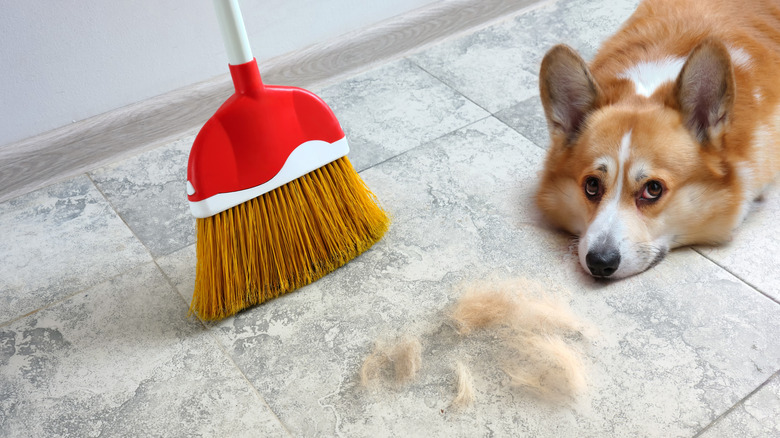A broom cleaning up pet fur on tiled floor next to dog