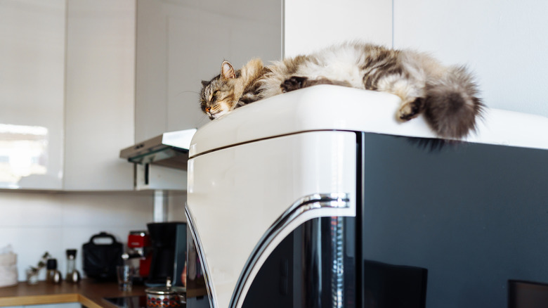 Sleepy cat resting on top of refrigerator in modern kitchen.
