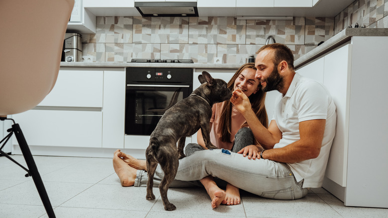 A couple having a fun time with their French bulldog in the kitchen.
