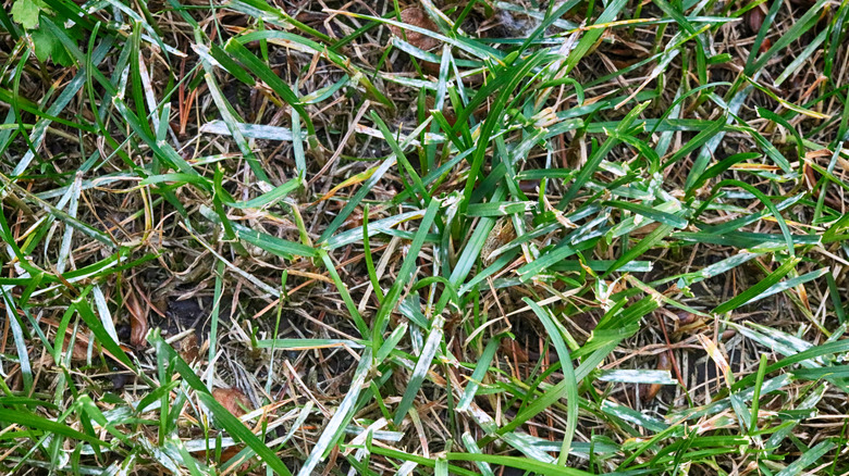 Powdery mildew on grass