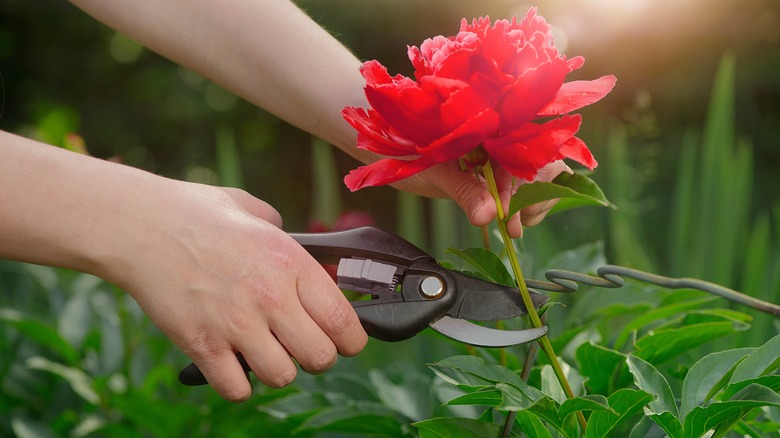 Gardener prunes red peony