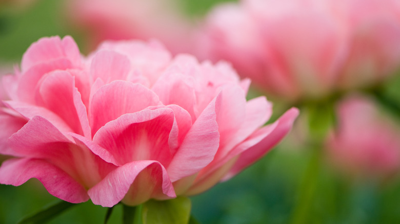 close up of pink peony
