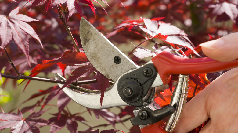 A gardener uses pruners to cut a stem of a Japanese maple with deep red fall foliage.