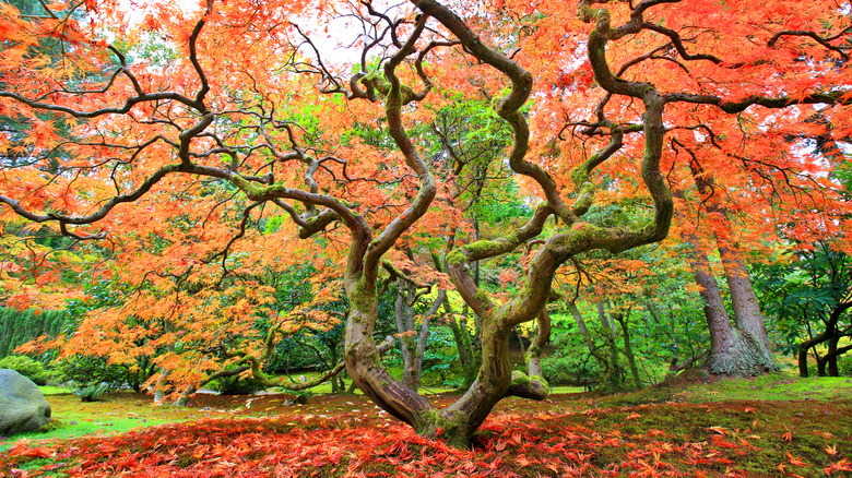 A large Japanese maple tree with fall foliage in a landscaped backyard.