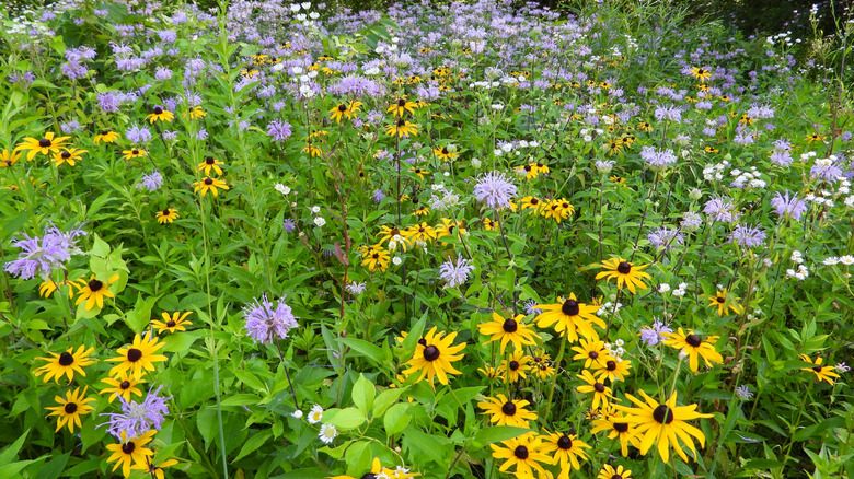 Various native flowers growing together in a prairie garden.