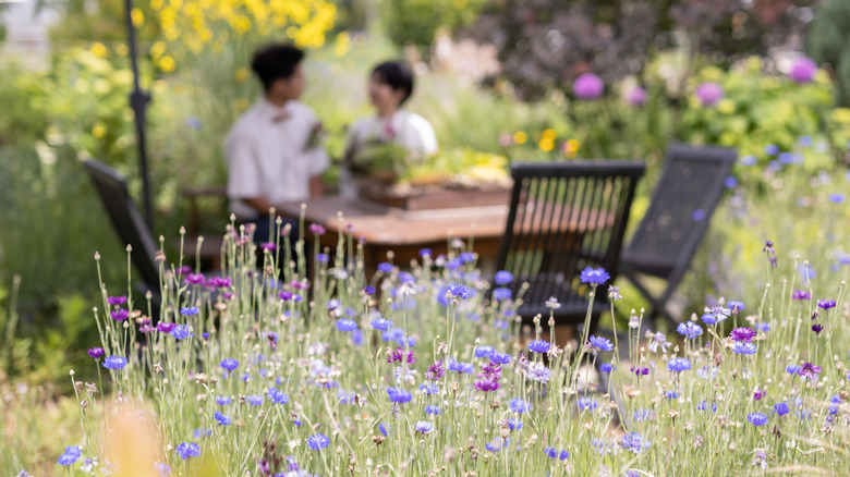 Two people enjoying their garden in the background, with wildflowers in the foreground