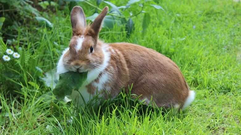 rabbit in lawn