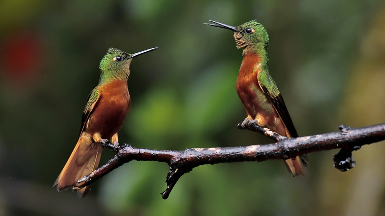 hummingbirds in backyard 