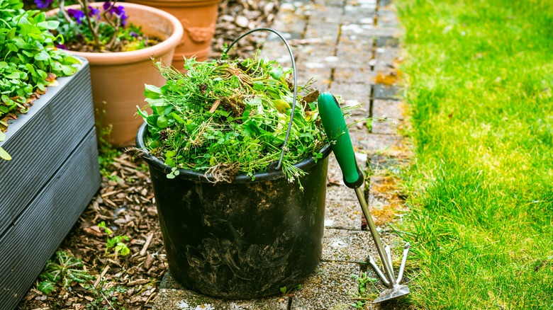 J. Schwanke Explains Why The 'Food' Packet That Comes With Your Cut Flowers  Can Make Them Last Longer