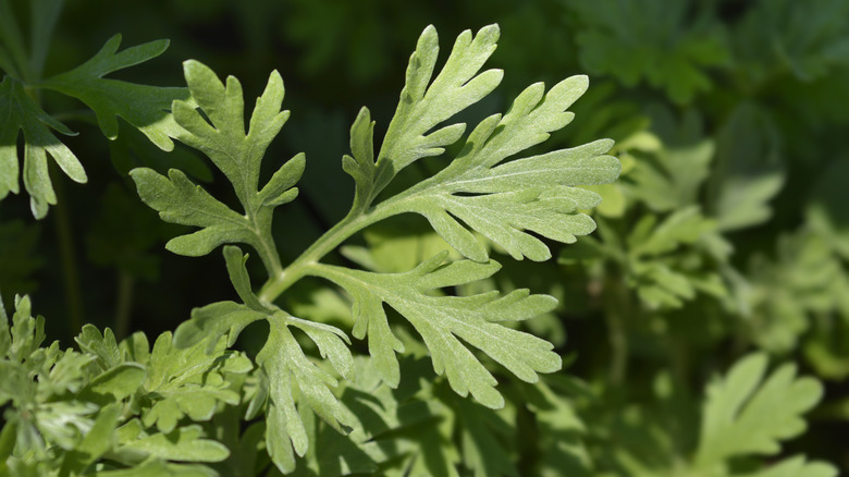 sun shining on mugwort plant