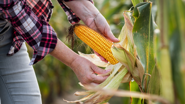 Person looking at corn plant