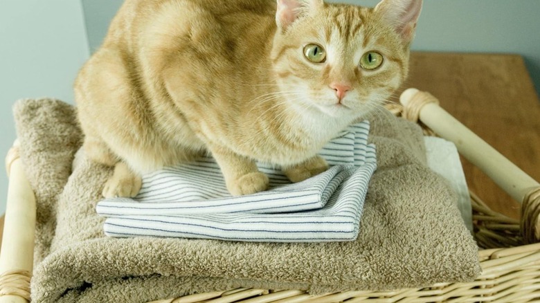 A cat sitting in top of a pile of laundry including reusable dryer sheets