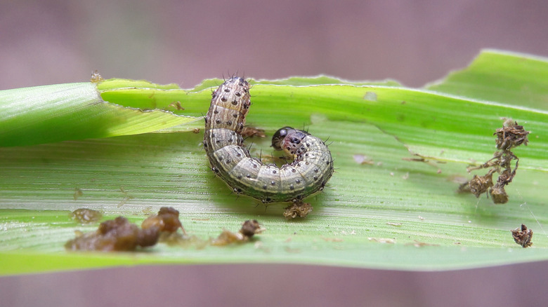Armyworms eat grass blades
