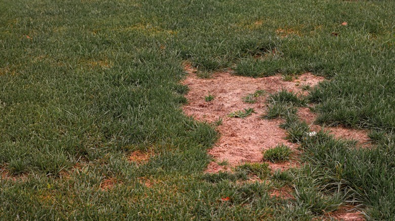 Bare patch in grassy lawn