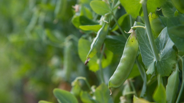 Close up of pea plant with pods