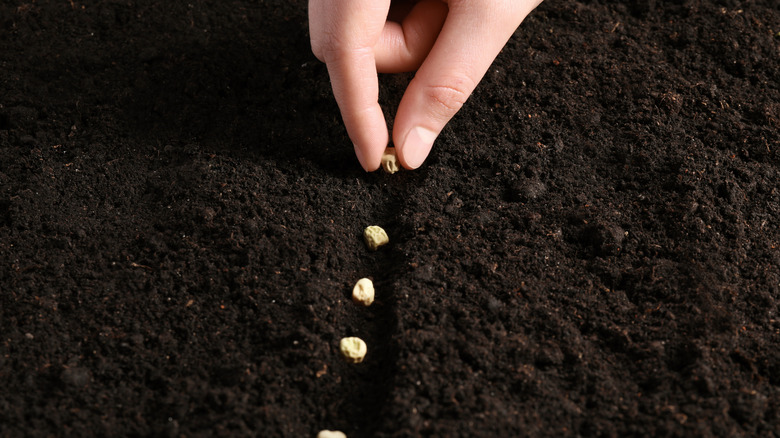 Close up of hand planting pea seeds in dark soil