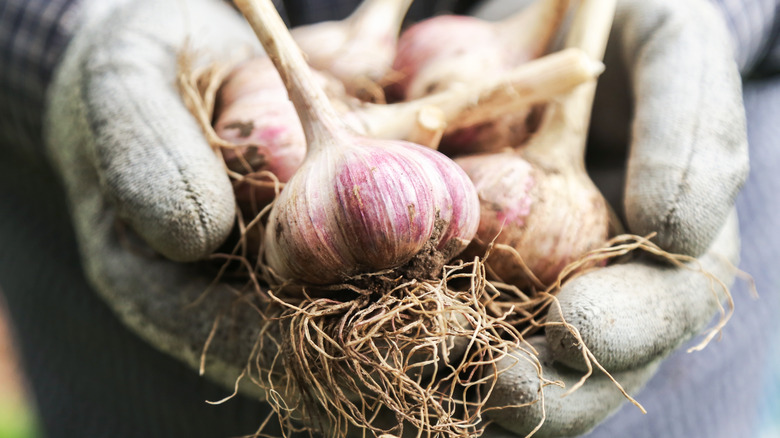 Garden gloved hands holding garlic heads