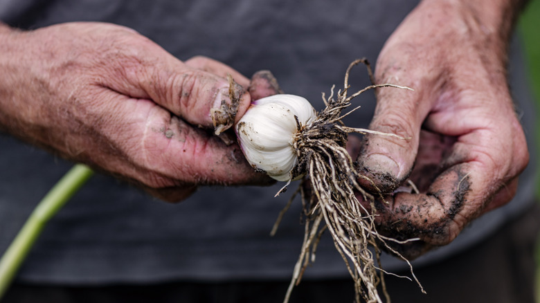 Soiled hands holding freshly harvested garlic