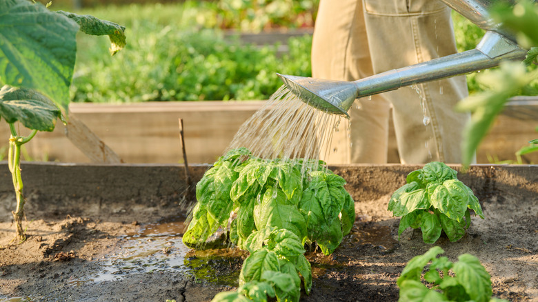 A gardener waters young basil plants with a metal watering can.