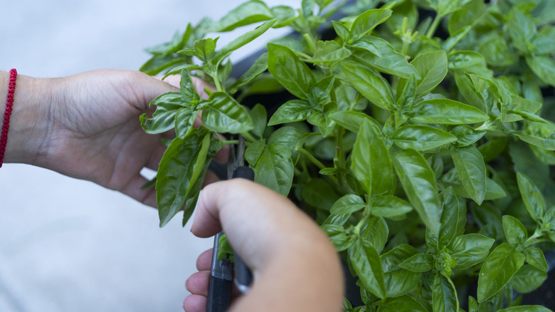 A person prunes basil to harvest the leaves for culinary use.