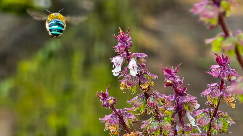 A blue banded bee flies around the flower stems of Thai basil.