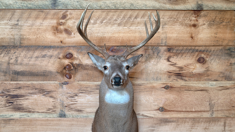 Taxidermy deer on wall