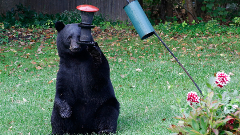 A black bear on its hind legs raiding a backyard bird feeder