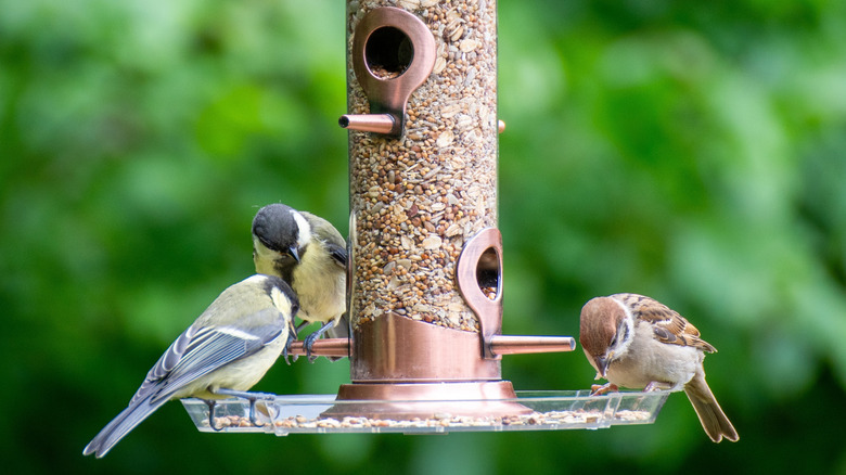 A group of three small birds gathered around a bird feeder