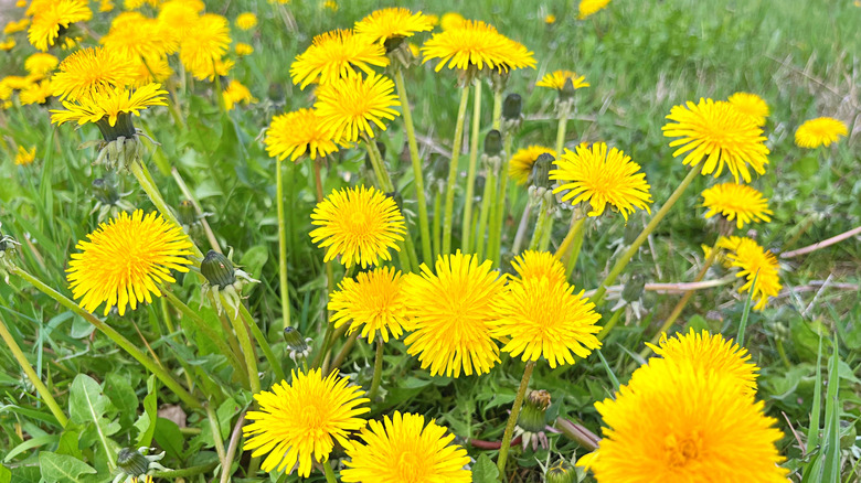 Dandelion flowers on a sunny spring day
