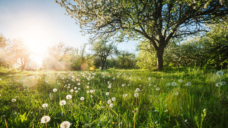 An un-mowed lawn full of dandelions