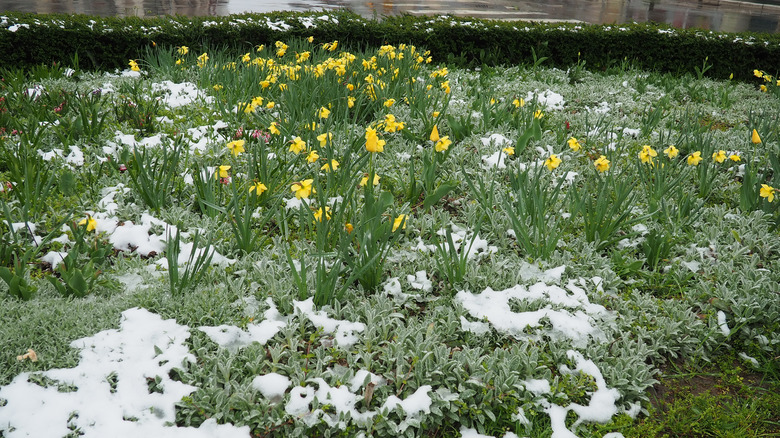 lawn full of lamb's ear