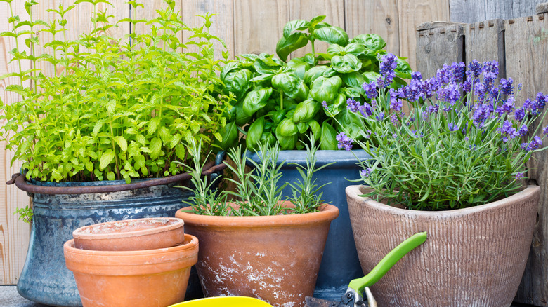 Terra cotta pots of basil, mint, lavender and rosemary with a wooden background