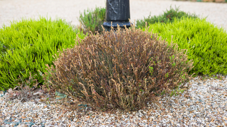 A dead shrub surrounded by living green shrubs