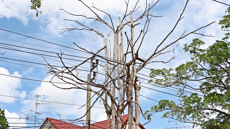 a dead tree growing up through an intersection of electrical wires next to a house