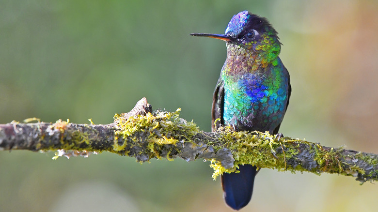hummingbird perched on tree branch
