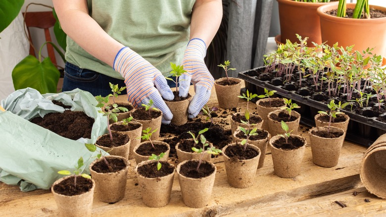 Gardener handles several tomato seedlings