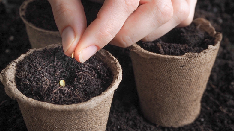 Fingers drop seeds into soil in a peat pot