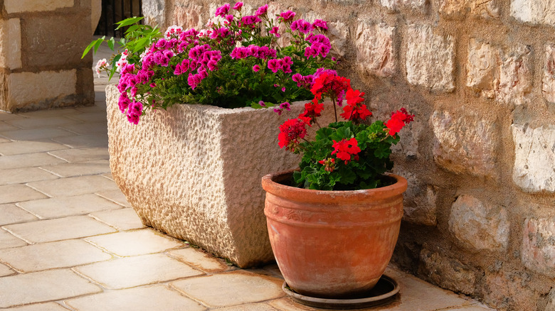 two containers with flowers
