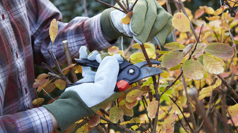 person pruning a bush in the fall