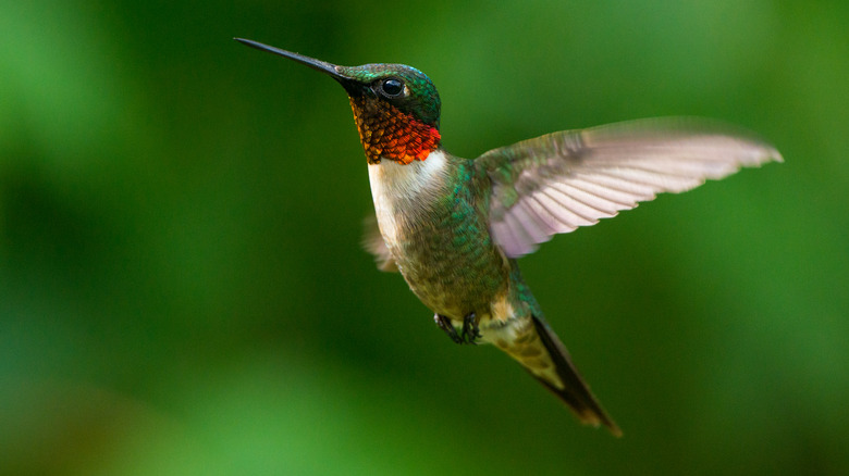 ruby throated hummingbird in flight