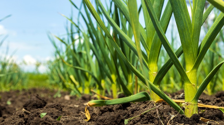 garlic plants in the ground