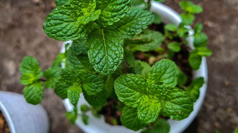 mint plant in pot