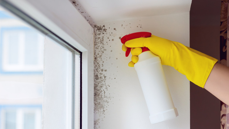 A gloved hand spraying cleaning solution on a moldy wall