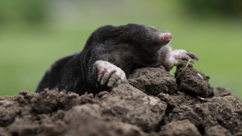 Mole emerging from hill