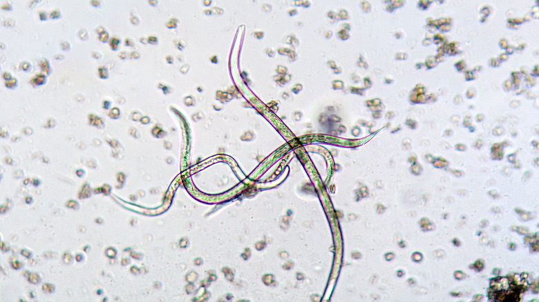 Nematodes under a microscope