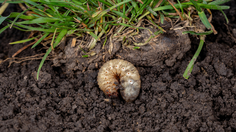A grub laying in garden soil by grass